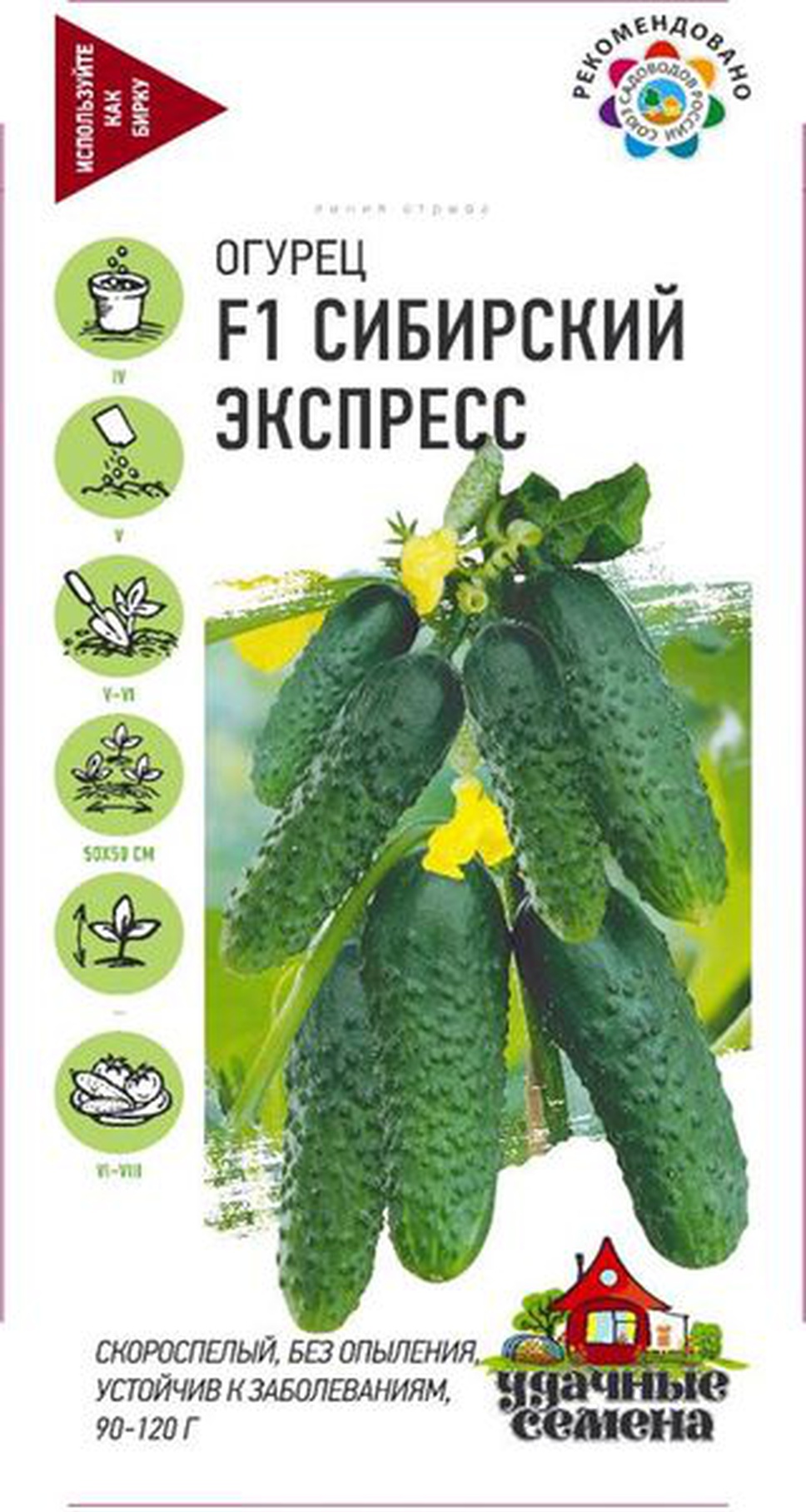 Сорт огурца экспресс. Огурец Сибирский экспресс Сибирский сад. Огурец Сибирский экспресс f1. Огурец Сибирский экспресс f1 Гав. Огурец Сибирский экспресс Гавриш.