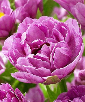Тюльпаны пионовидные Lilac Perfection 2 шт, Нидерланды
