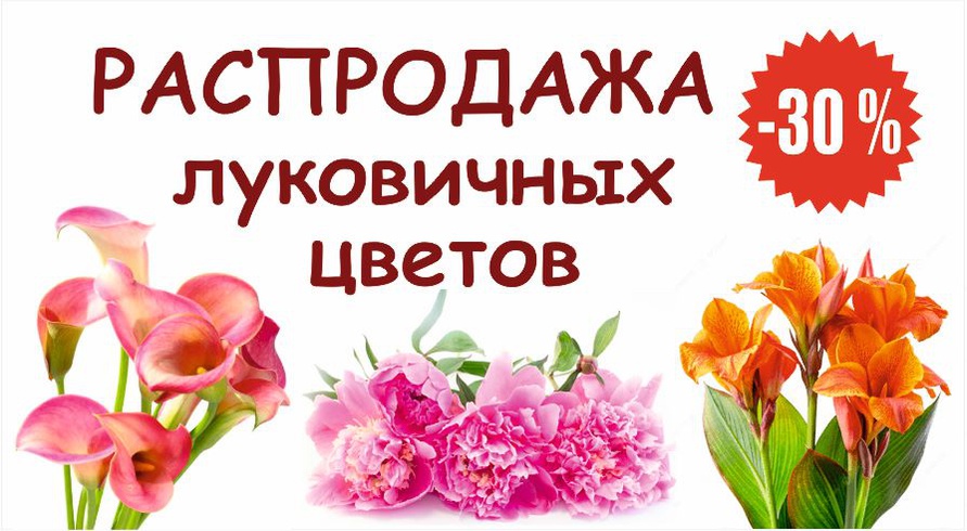 Слайд 11 Саженцы на складе