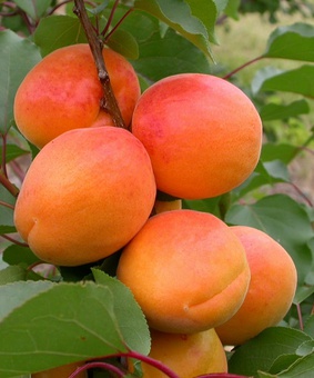 Абрикос Дессертный 1 шт, РБ