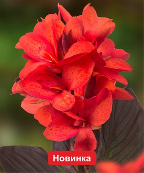 Канна карликовая Хэппи Юлия, 1 шт., Нидерланды