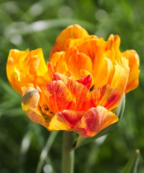 Тюльпан махровый Beauty of Apeldoorn, 3 шт.