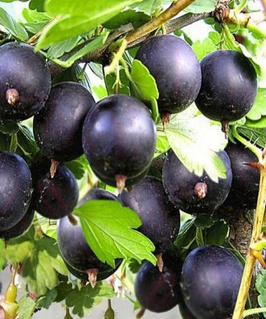 Крыжовник Черномор 1 шт, РБ