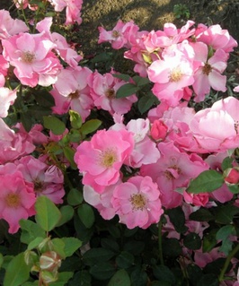 Роза почвопокровная Свит Кавер 1 шт, Сербия