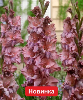Гладиолус гофрированный Русти Честнат, 3 шт., Польша