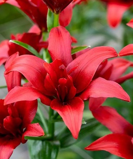 Лилия азиатская махровая Болд Игл 1 шт, Польша