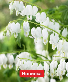 Дицентра прекрасная Вайт (разбитое сердце), 1 шт. , Нидерланды