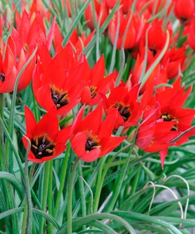 Тюльпан Ботанический Лиззи 3 шт., Нидерланды