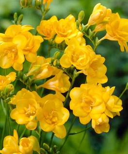 Фрезия Дабл Елоу, 5 шт., Нидерланды