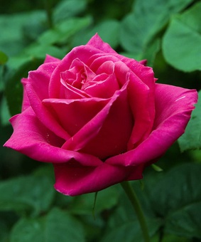 Роза чайно-гибридная Мария Каллас 1 шт, Сербия