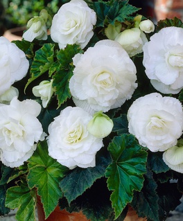 Бегония клубневая Дабл Вайт, 1 шт, Польша