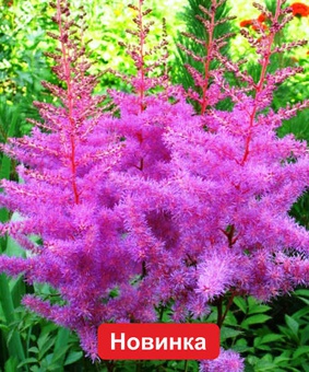 Астильба Аметист, 1 шт., Польша