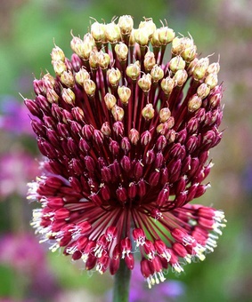 Аллиум Red Mohican 1 шт, Нидерланды