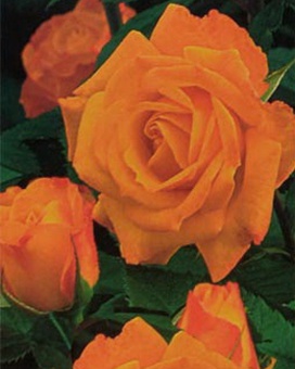 Роза миниатюрная Corso