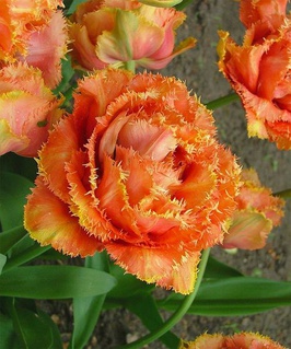 Тюльпан Бахромчатый Сэншуал Тач (махровый) 2 шт., Нидерланды