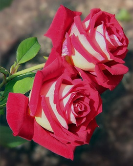 Роза чайно-гибридная Bicolette