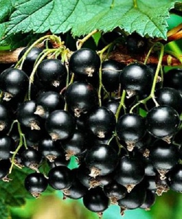 Смородина черная Былина 1 шт, РБ