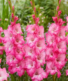 Гладиолус крупноцветковый Виолет Кинг, 3 шт., Нидерланды