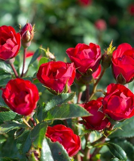 Роза миниатюрная Джаволет 1 шт, Сербия