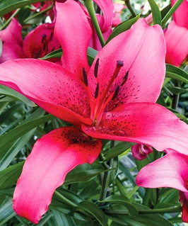 Лилия АОА-гибрид Новембер Рейн 1 шт, Польша