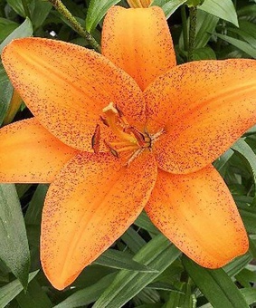 Лилия ТА-гибрид Фоксли 1 шт, Польша