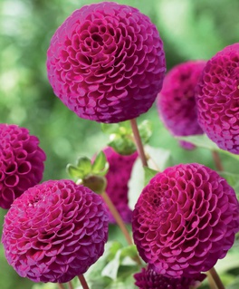 Георгина шаровидная Рокко, 1 шт, Польша