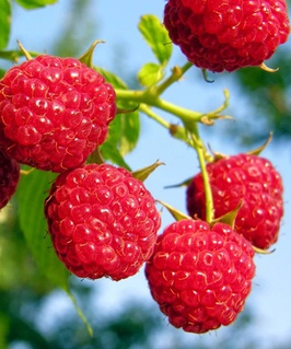 Малина Метеор 1 шт, РБ