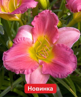 Лилейник Файнал Тач, 1 шт., Польша
