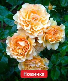 Роза флорибунда Эмбер Куин 1 шт, Сербия
