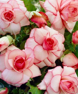 Бегония клубневая Пикоти Вайт Рэд, 1 шт, Польша