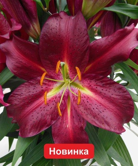Лилия восточная Скорпио, 1 шт., Нидерланды