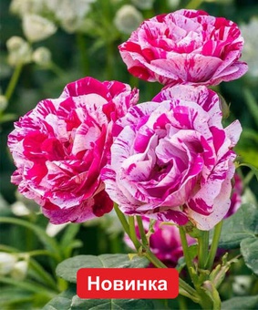 Роза флорибунда Ренессанс 1 шт, Сербия