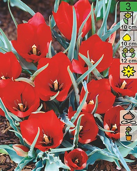 Тюльпан Red Hunter, класс Ботанические, 2 шт.