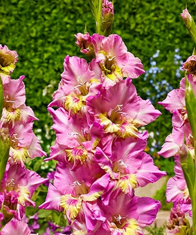 Гладиолус гофрированный Хэппи Диско, 3 шт., Нидерланды