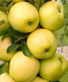 Яблоня колоновидная Медок 1 шт, РБ