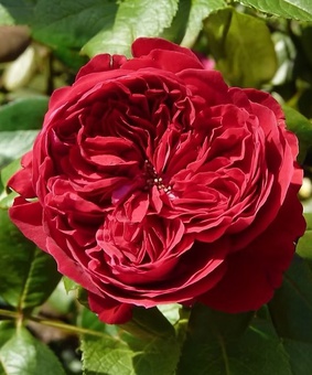 Роза чайно-гибридная Алан Сушон 1 шт, Сербия