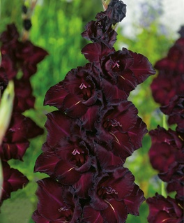 Гладиолус крупноцветковый Эспрессо, 3 шт, Польша