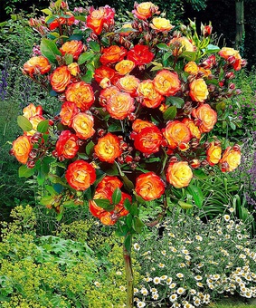 Роза штамбовая флорибунда Самба, 1 шт., Сербия