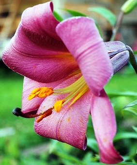 Лилия трубчатая Пинк Перфекшн 1 шт, Польша