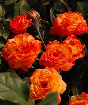 Роза миниатюрная Мини Самба 1 шт, Сербия