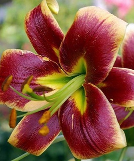 Лилия ОТ-гибрид Ред Морнинг 1 шт, Польша