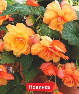 Бегония клубневая Каскад Санрей, 1 шт, Польша