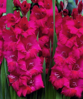 Гладиолус крупноцветковый Плам Тарт, 3 шт, Польша
