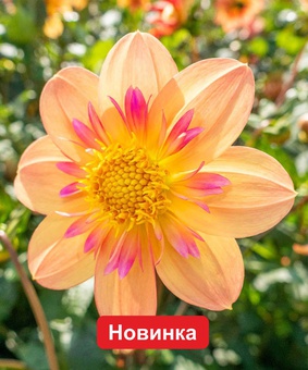 Георгина анемоновидная Келси Энни Джой, 1 шт., Нидерланды