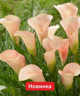 Калла Окленд, 1 шт, Польша