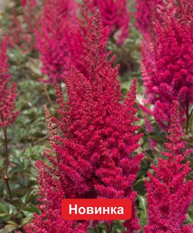 Астильба Юник Руби Ред, 1 шт., Нидерланды