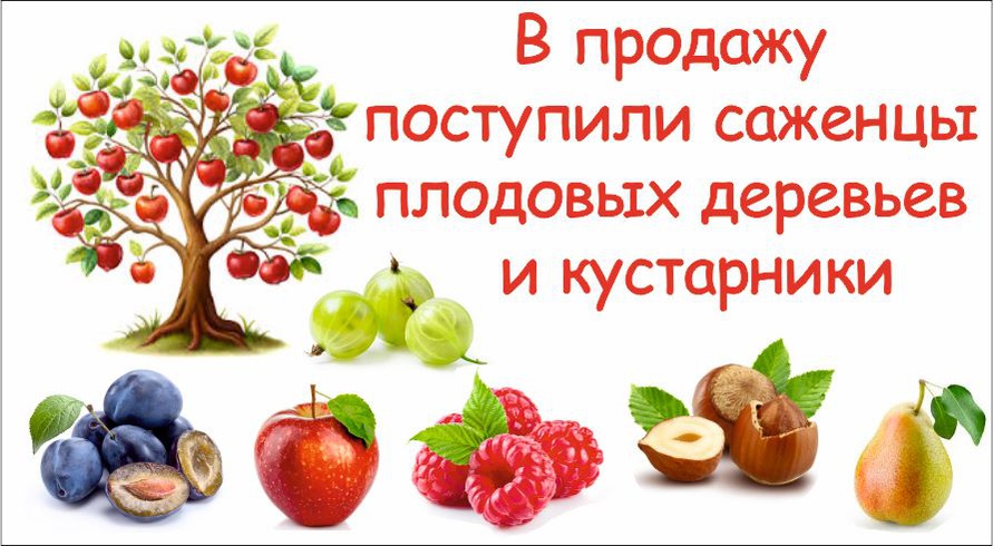 саженцы плодовых и кустарников