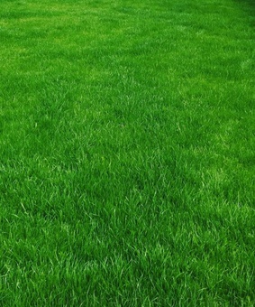 Трава газон Орнаментал 0,5кг, Дания