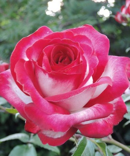 Роза чайно-гибридная Файр Леди 1 шт, Сербия