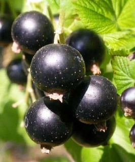 Смородина черная Тибен 1 шт, РБ